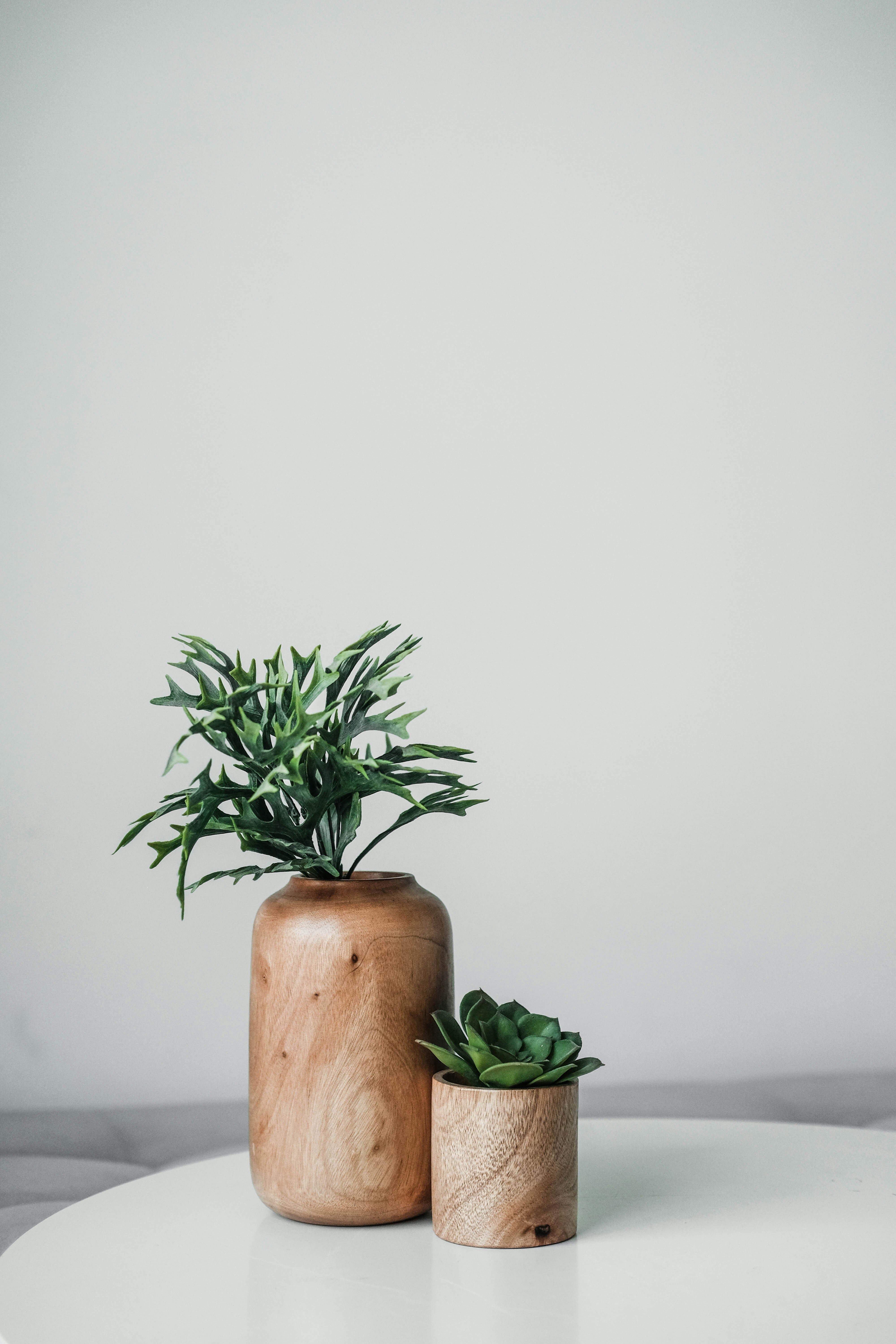 Indor Plants
