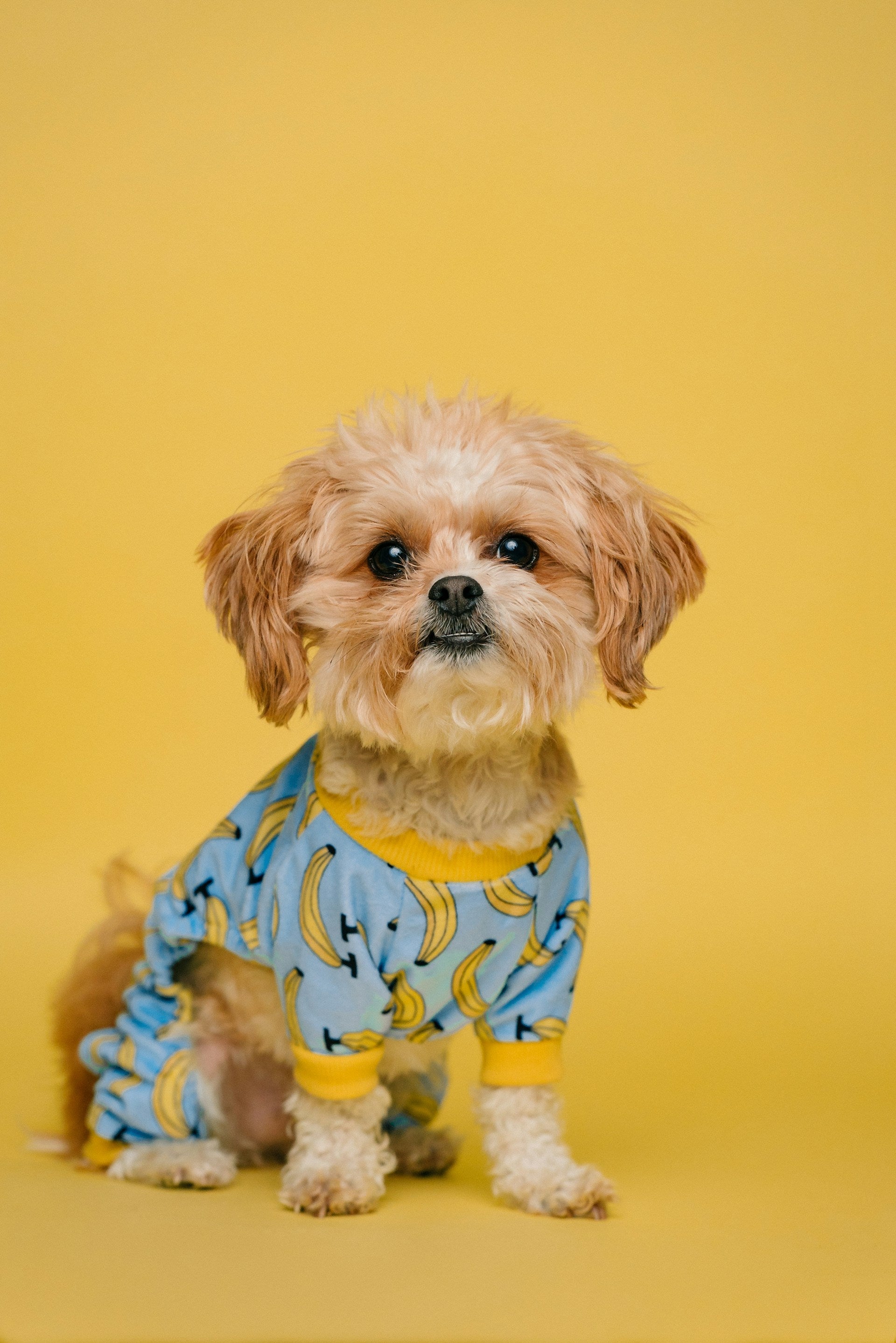 Pet Products