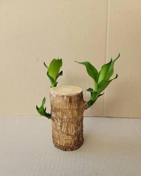 Brazilian Lucky Wood Bonsai – Positive Energy & Elegance