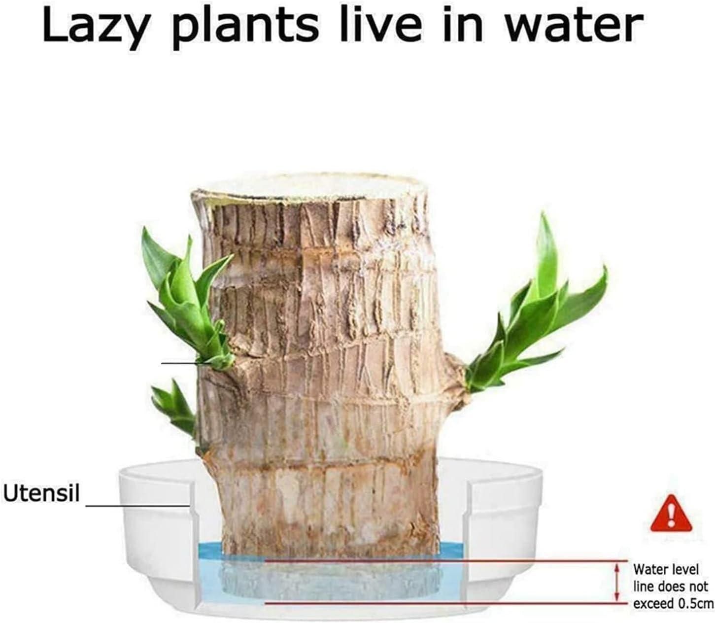 Brazilian Lucky Wood Bonsai – Positive Energy & Elegance